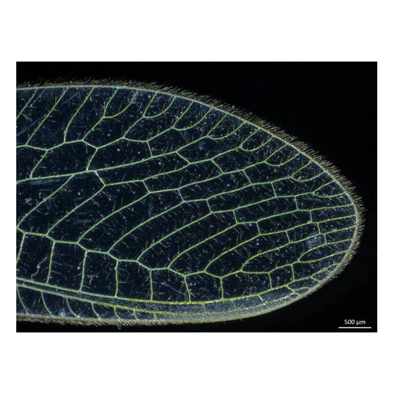 ZEISS microscopul stereoscopic zoom Stemi 305; LAB, trino, Greenough, w.d. 110 mm, 10x/23, 0.8x-4.0x